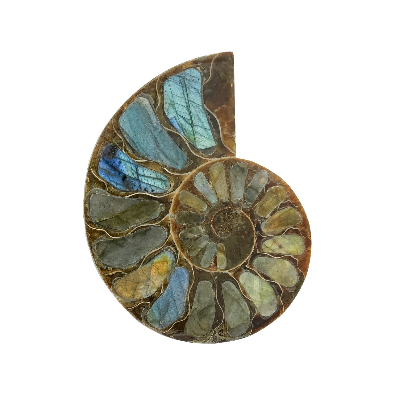 Ammonite with Labradorite Inlay