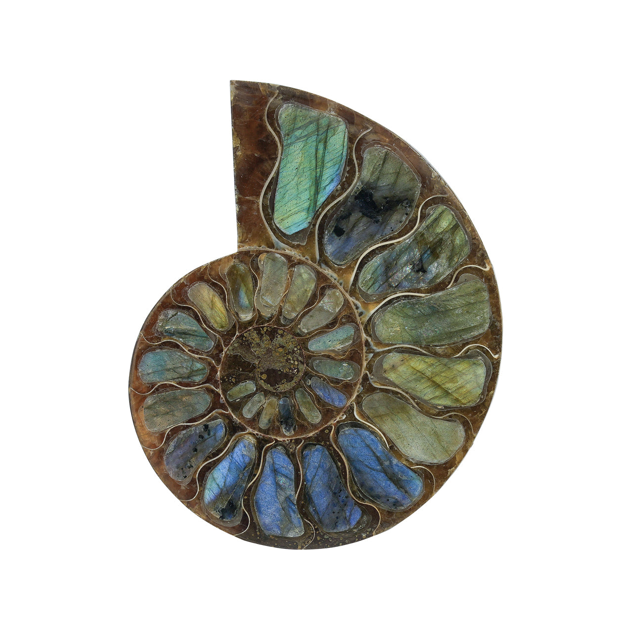 Ammonite with Labradorite Inlay