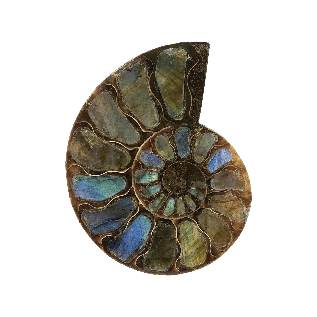 Ammonite with Labradorite Inlay