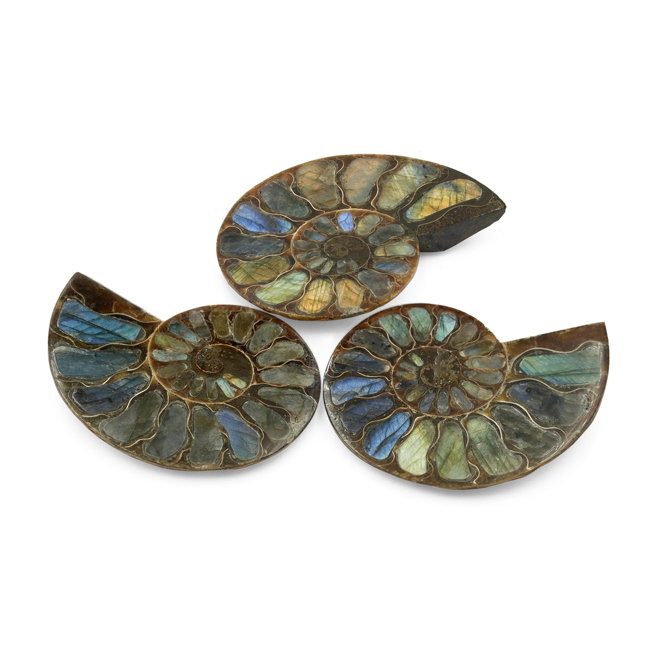 Ammonite with Labradorite Inlay