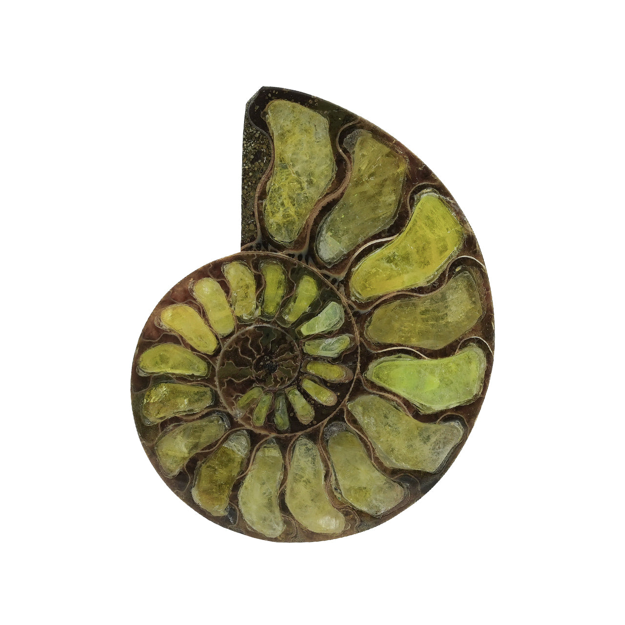 Ammonite with Brucite Inlay