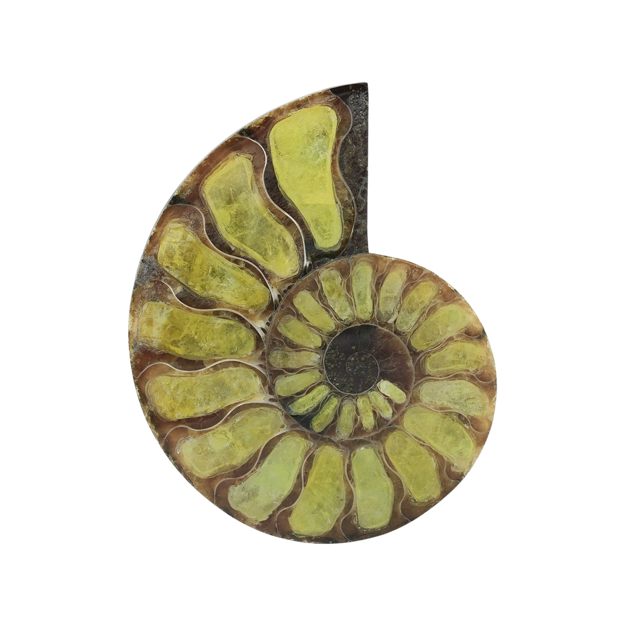 Ammonite with Brucite Inlay