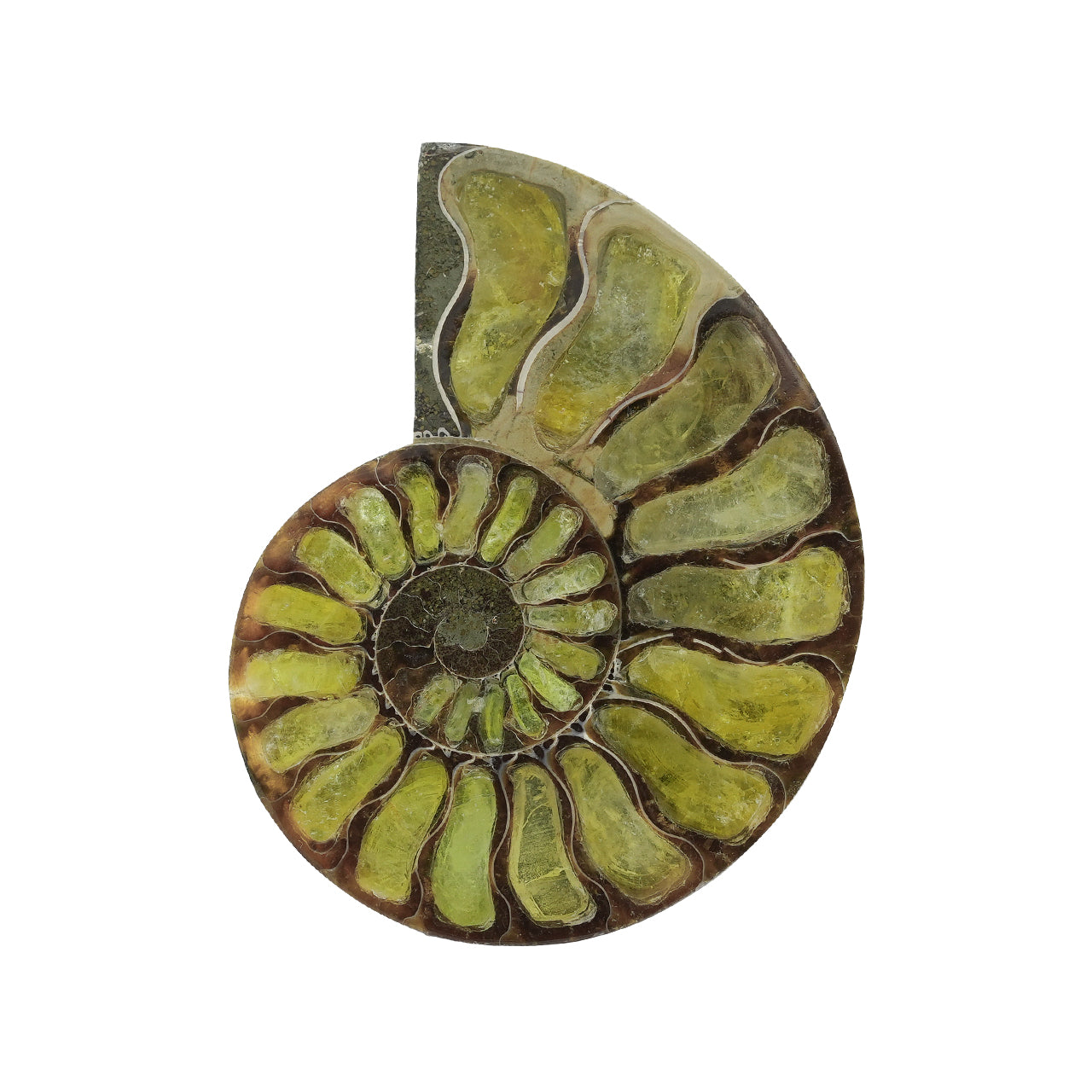 Ammonite with Brucite Inlay