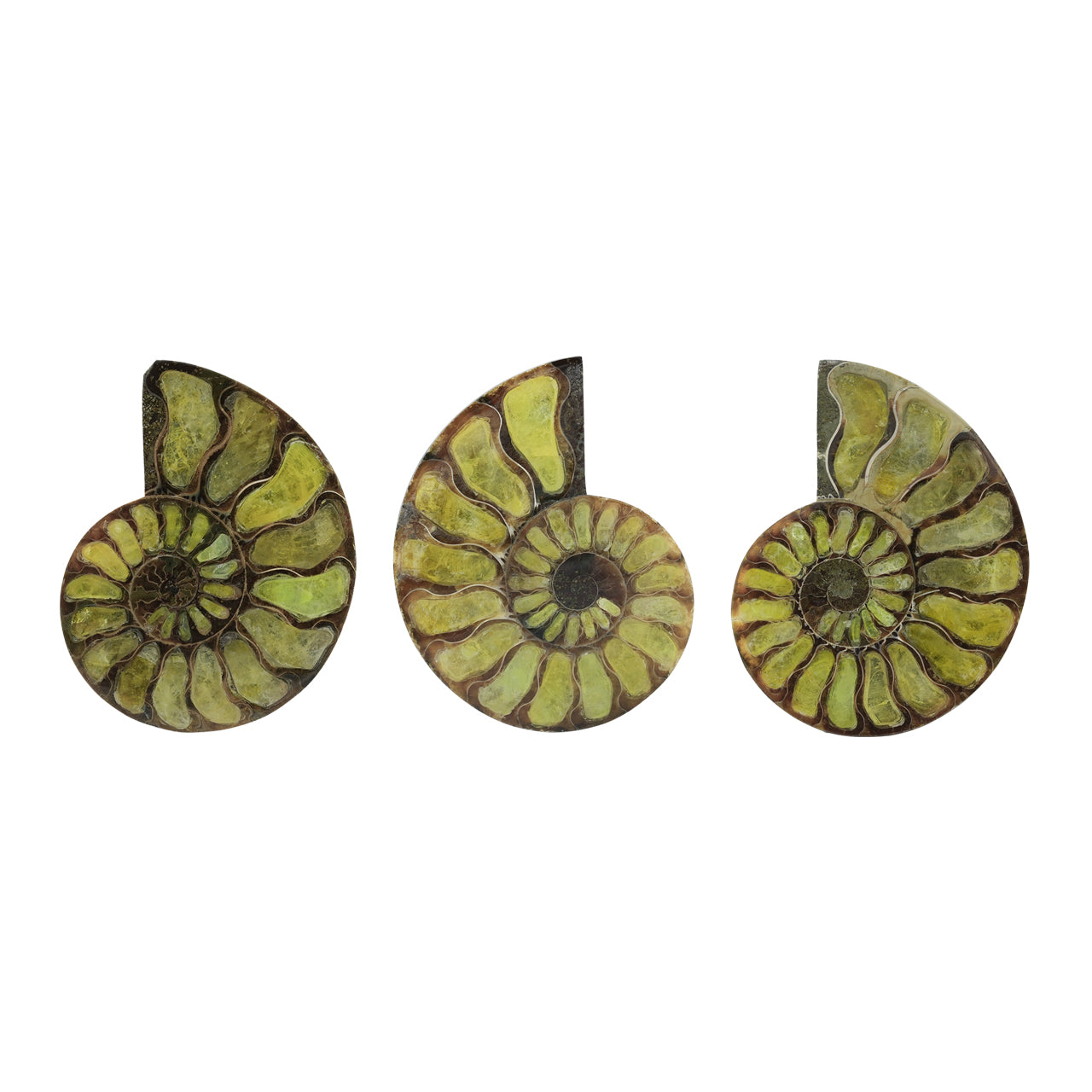 Ammonite with Brucite Inlay