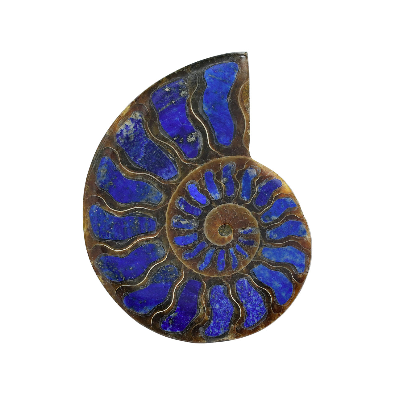 Ammonite with Lapis Lazuli Inlay