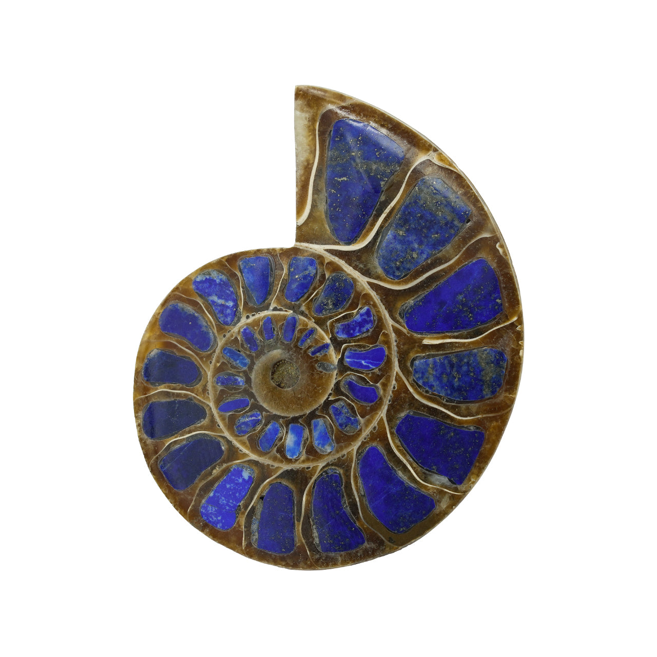 Ammonite with Lapis Lazuli Inlay