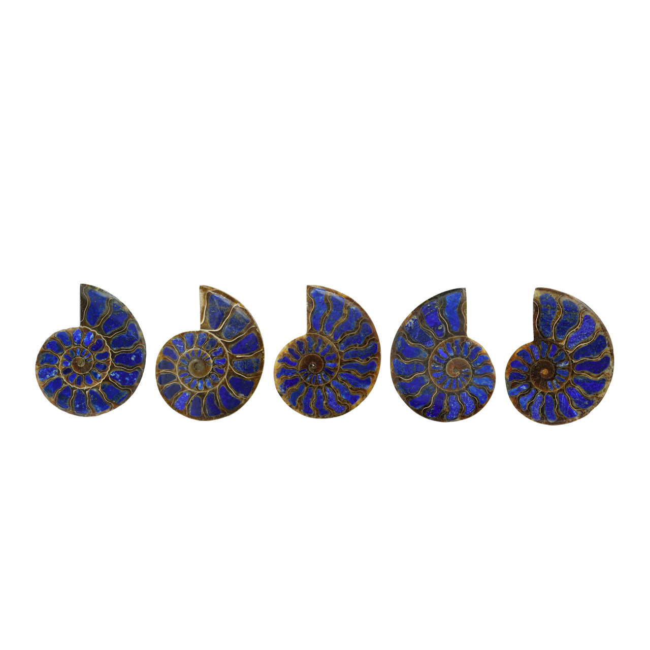 Ammonite with Lapis Lazuli Inlay