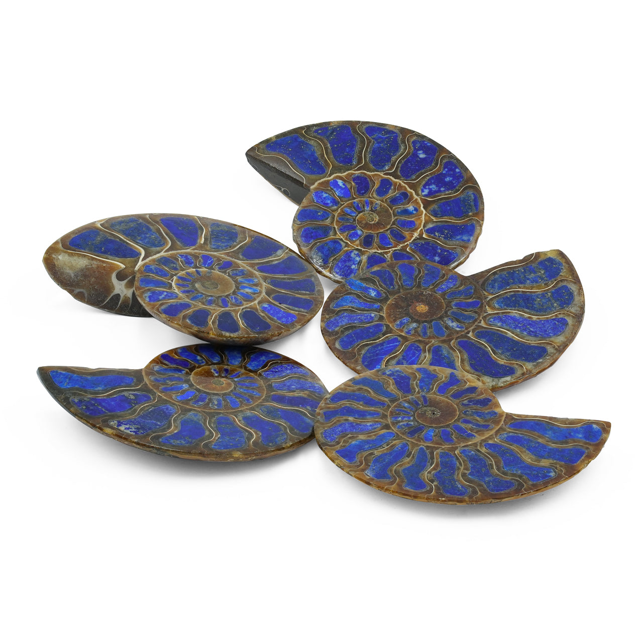 Ammonite with Lapis Lazuli Inlay