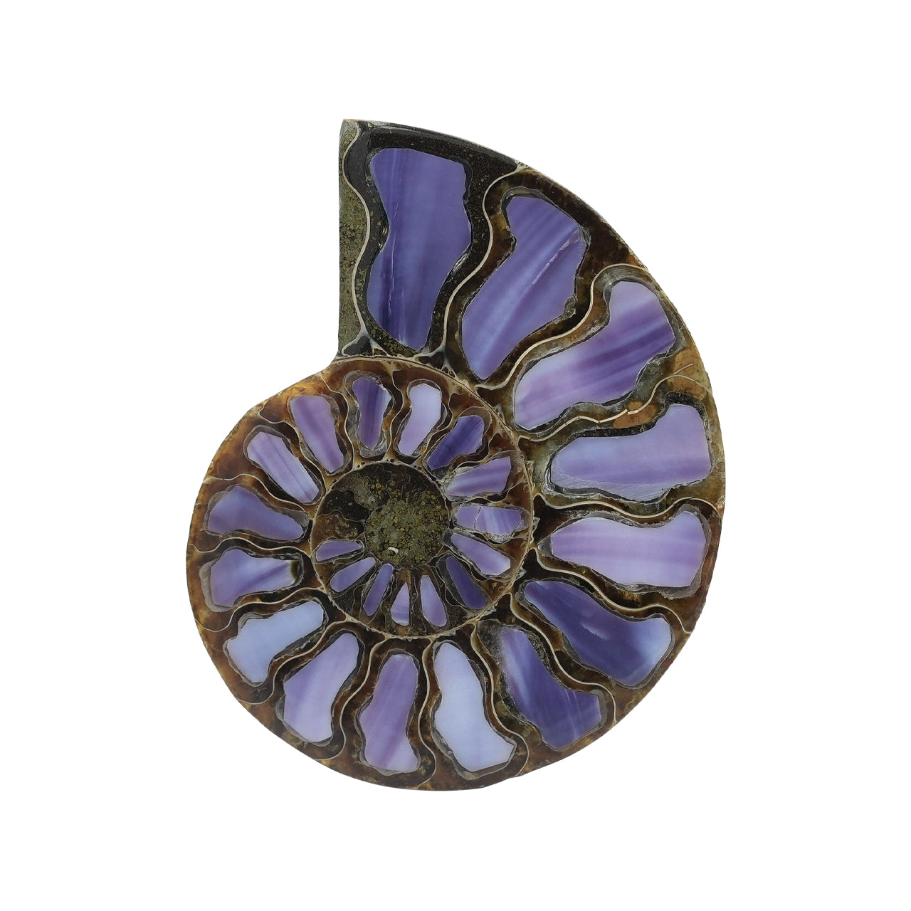 Half Ammonite with Purple Shell Inlay