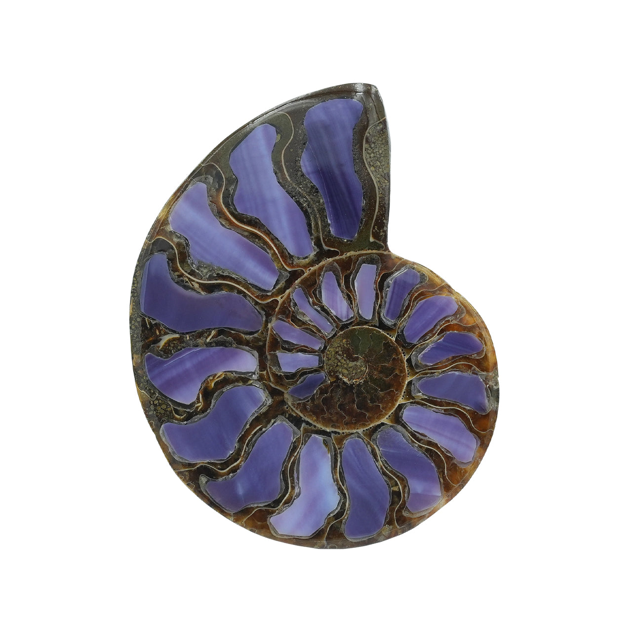 Half Ammonite with Purple Shell Inlay