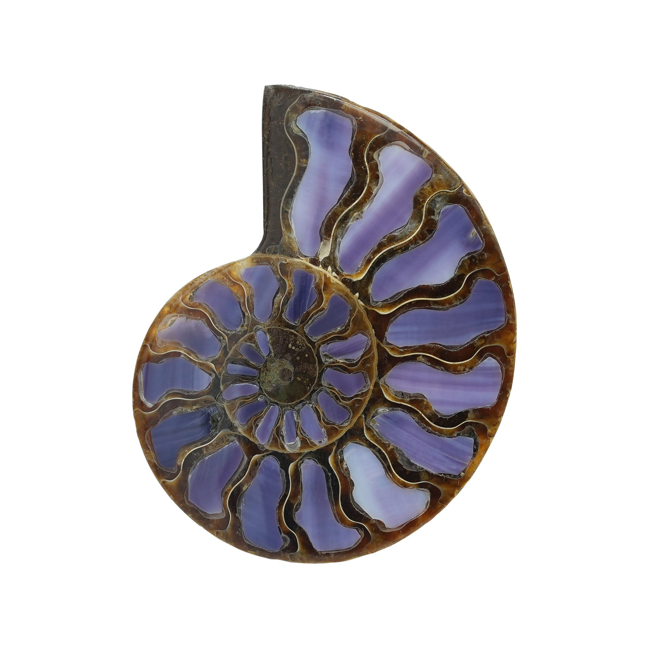 Half Ammonite with Purple Shell Inlay