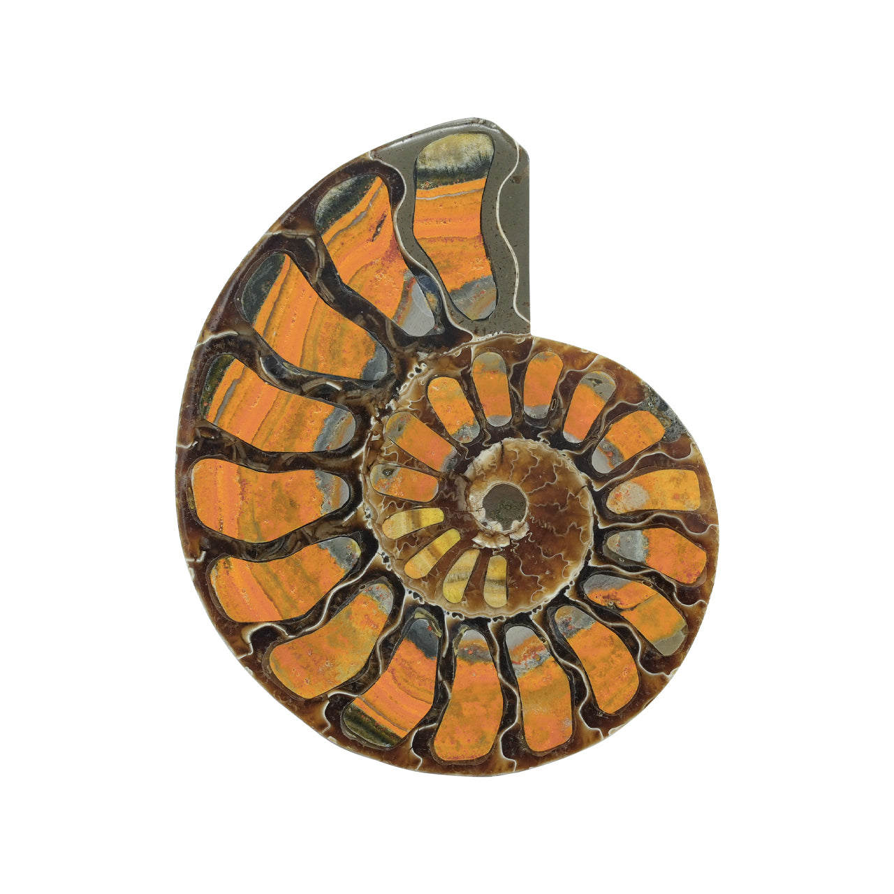 Half Ammonite with Bumblebee Jasper Inlay Cabochon 56-60 mm