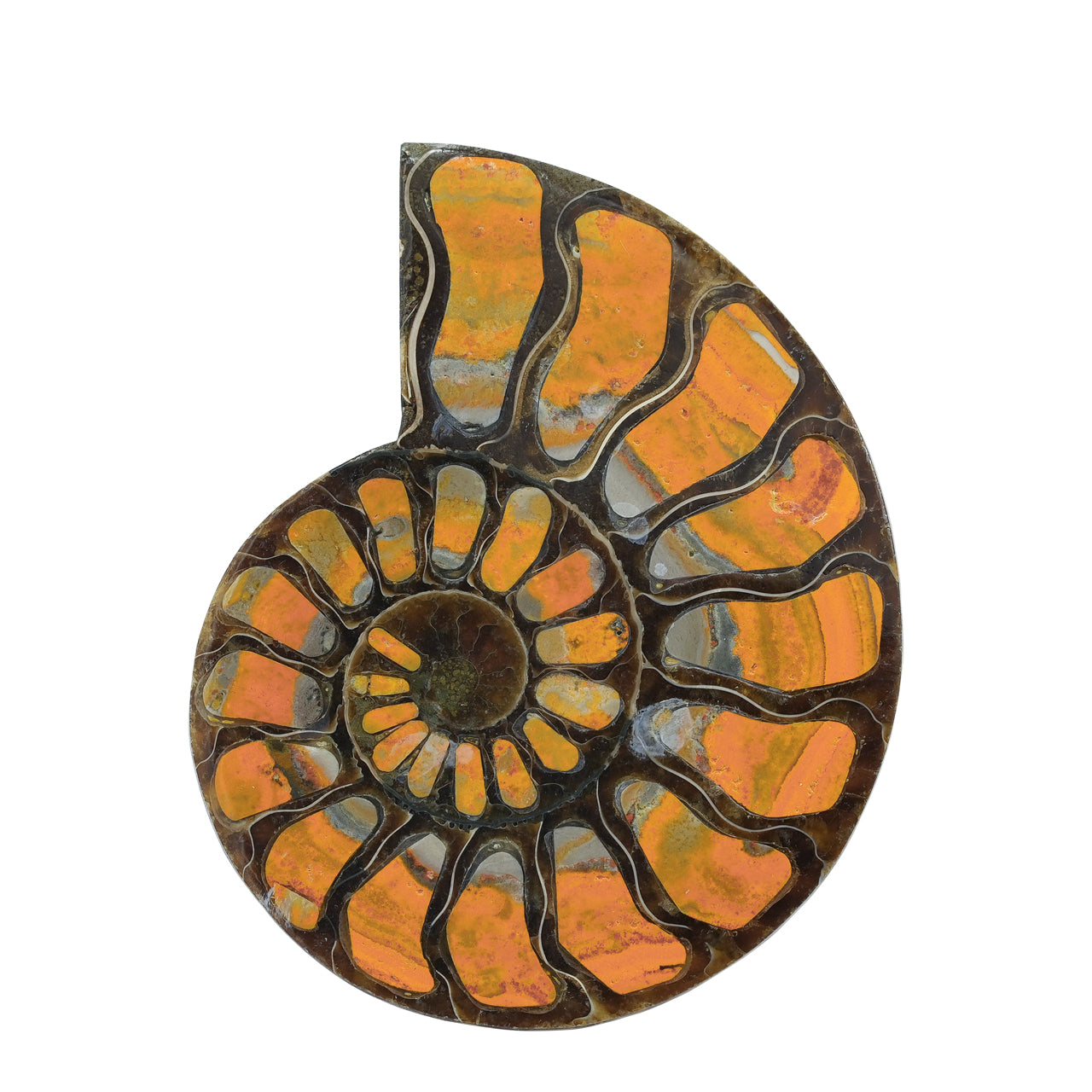 Half Ammonite with Bumblebee Jasper Inlay Cabochon 56-60 mm