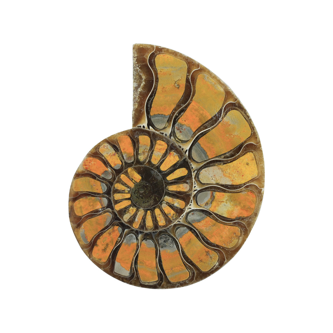 Half Ammonite with Bumblebee Jasper Inlay Cabochon 56-60 mm