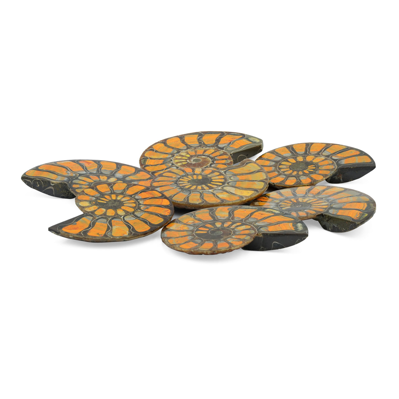 Half Ammonite with Bumblebee Jasper Inlay Cabochon 56-60 mm