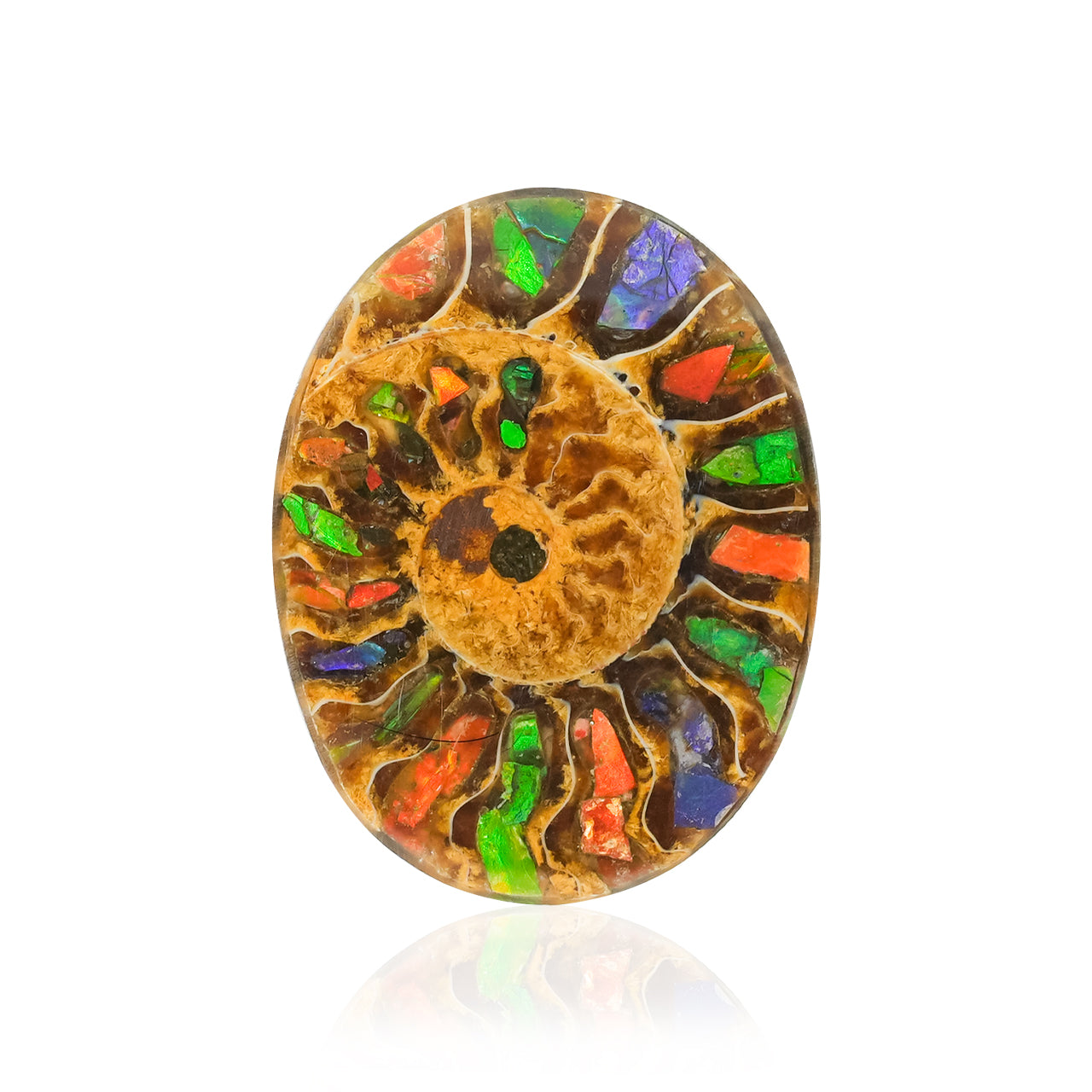 Ammonite with Ammolite Inlay Oval Cabochon 29x22 mm