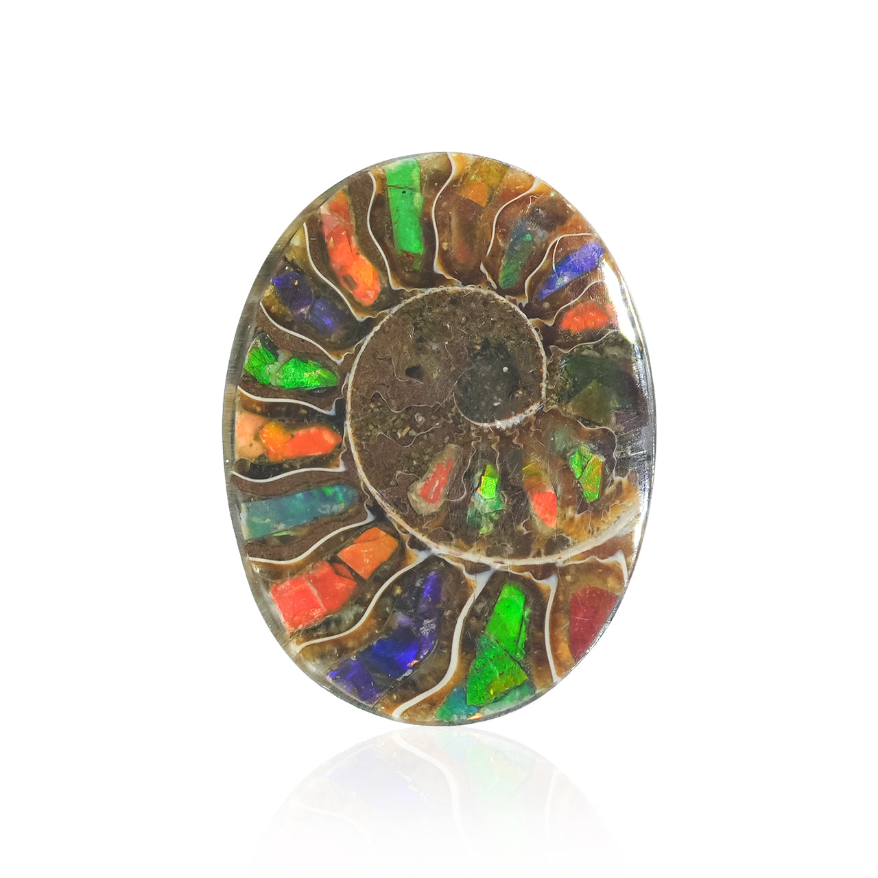 Ammonite with Ammolite Inlay Oval Cabochon 29x22 mm