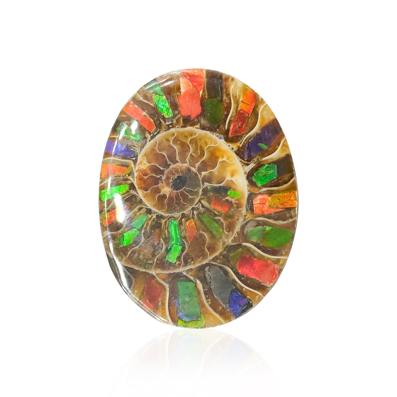 Ammonite with Ammolite Inlay Oval Cabochon 29x22 mm