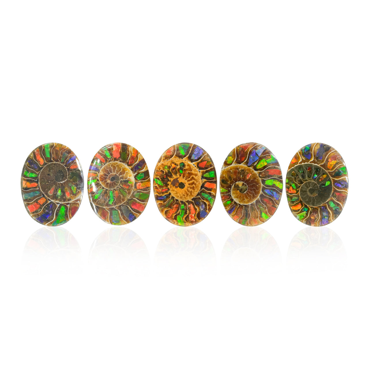 Ammonite with Ammolite Inlay Oval Cabochon 29x22 mm