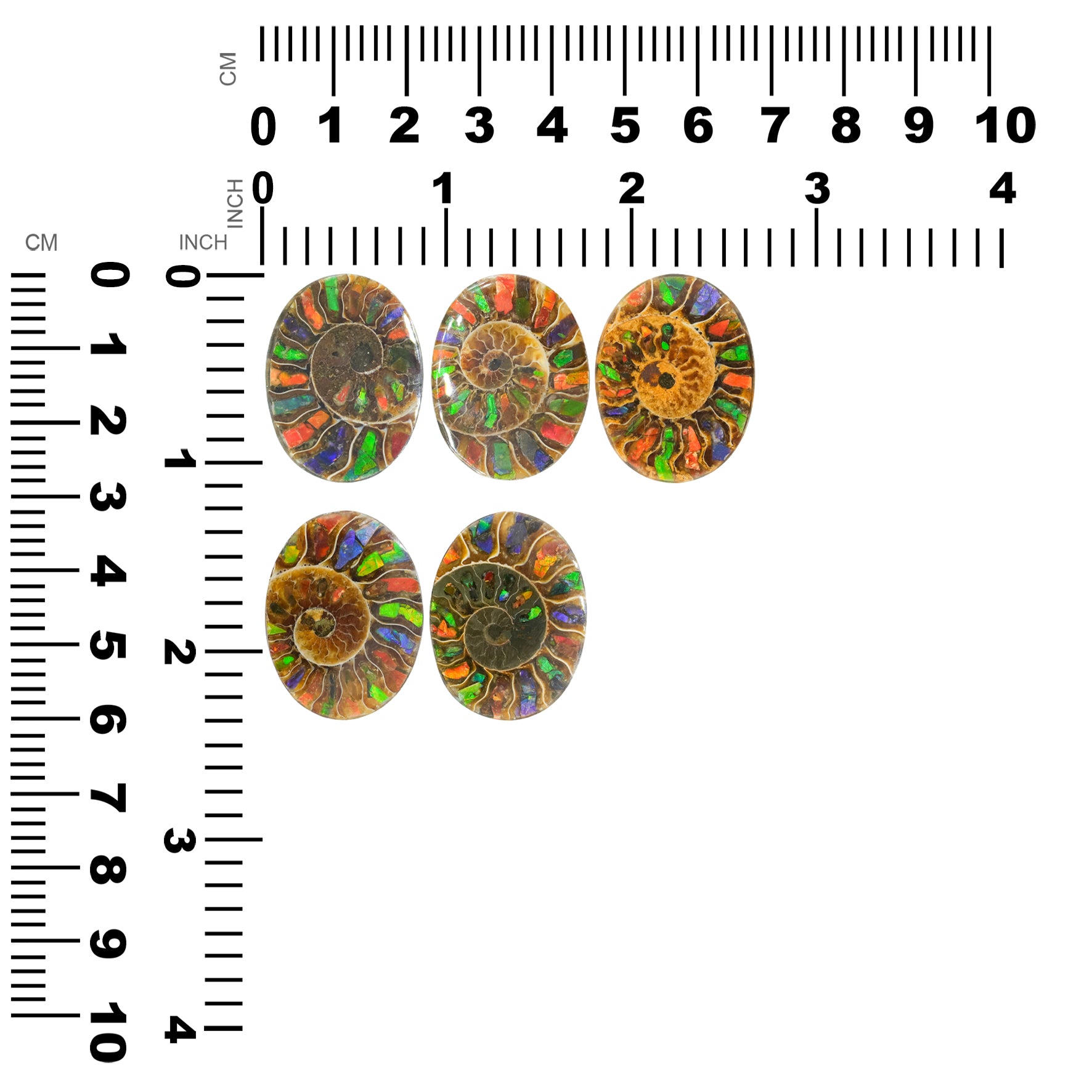 Ammonite with Ammolite Inlay Oval Cabochon 29x22 mm