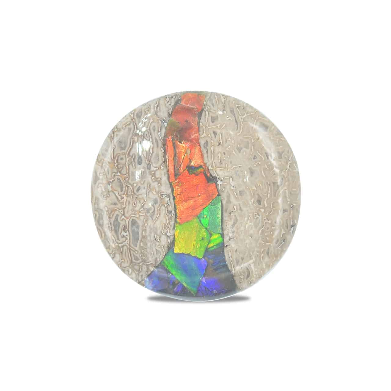 Starborn Fossil Dinosaur Bone with Ammolite Inlay Round Cabochon - 1 piece