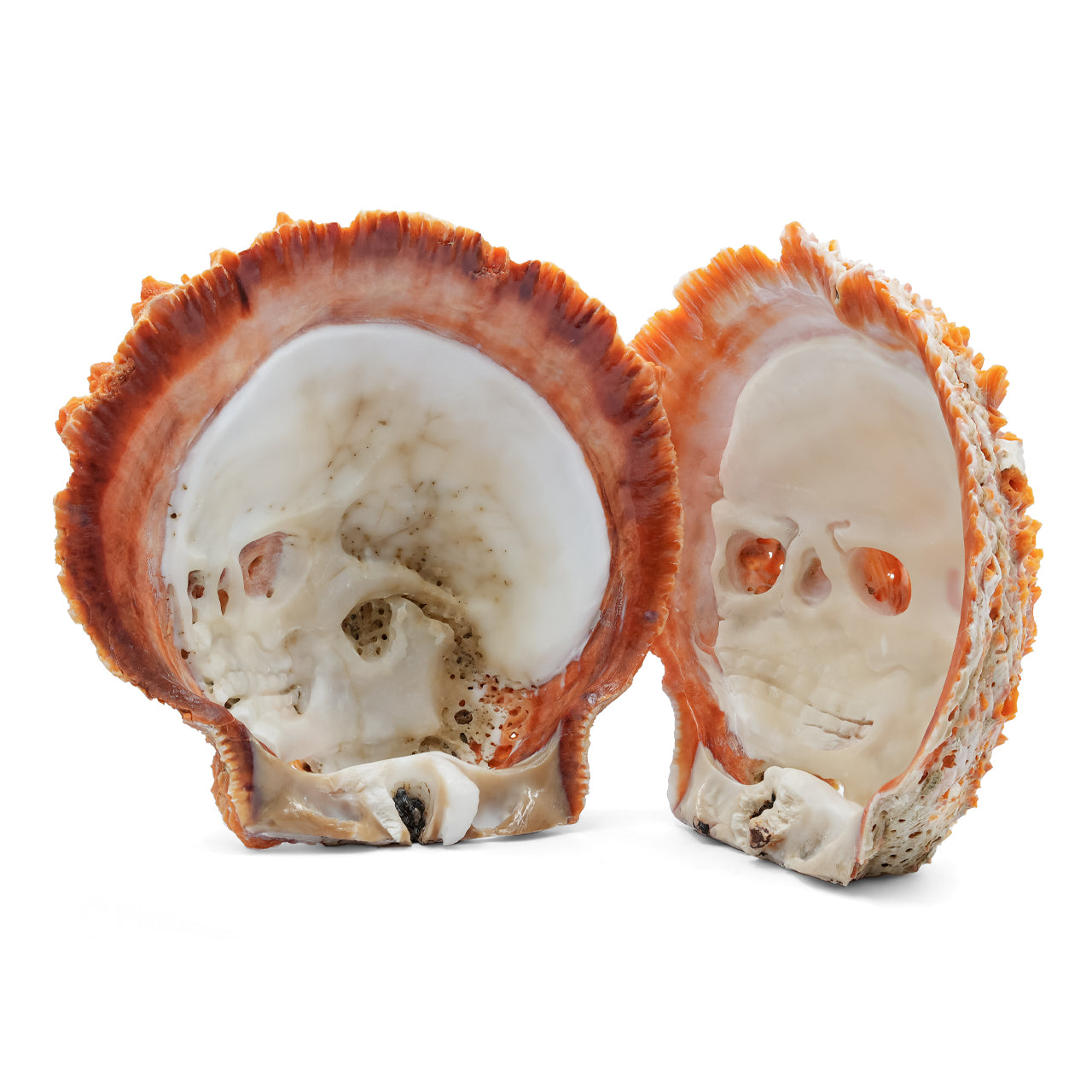 Carved Spiney Oyster Skull