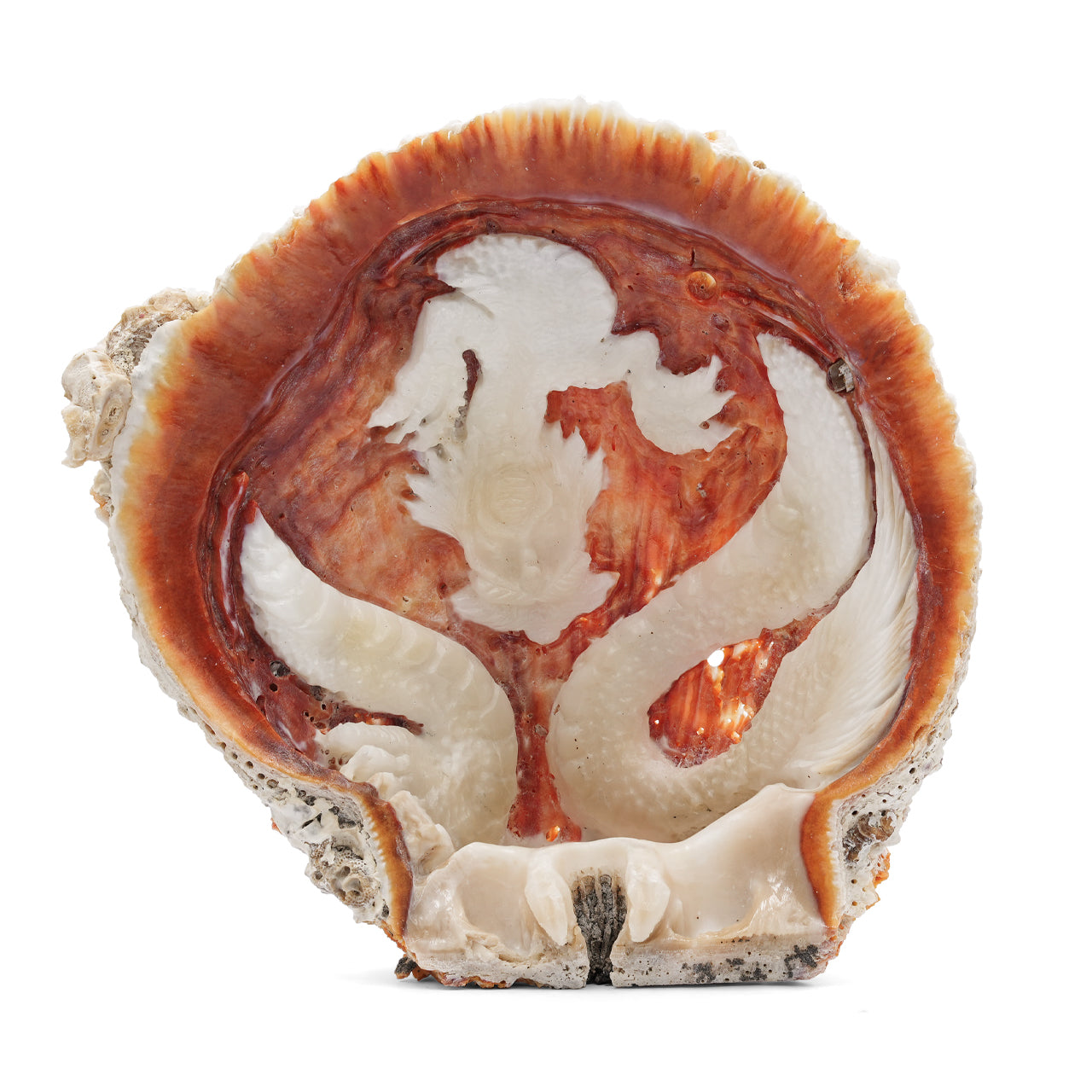 Carved Dragon Spiney Oyster Shell