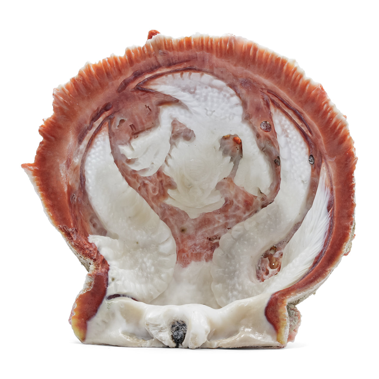 Carved Dragon Spiney Oyster Shell