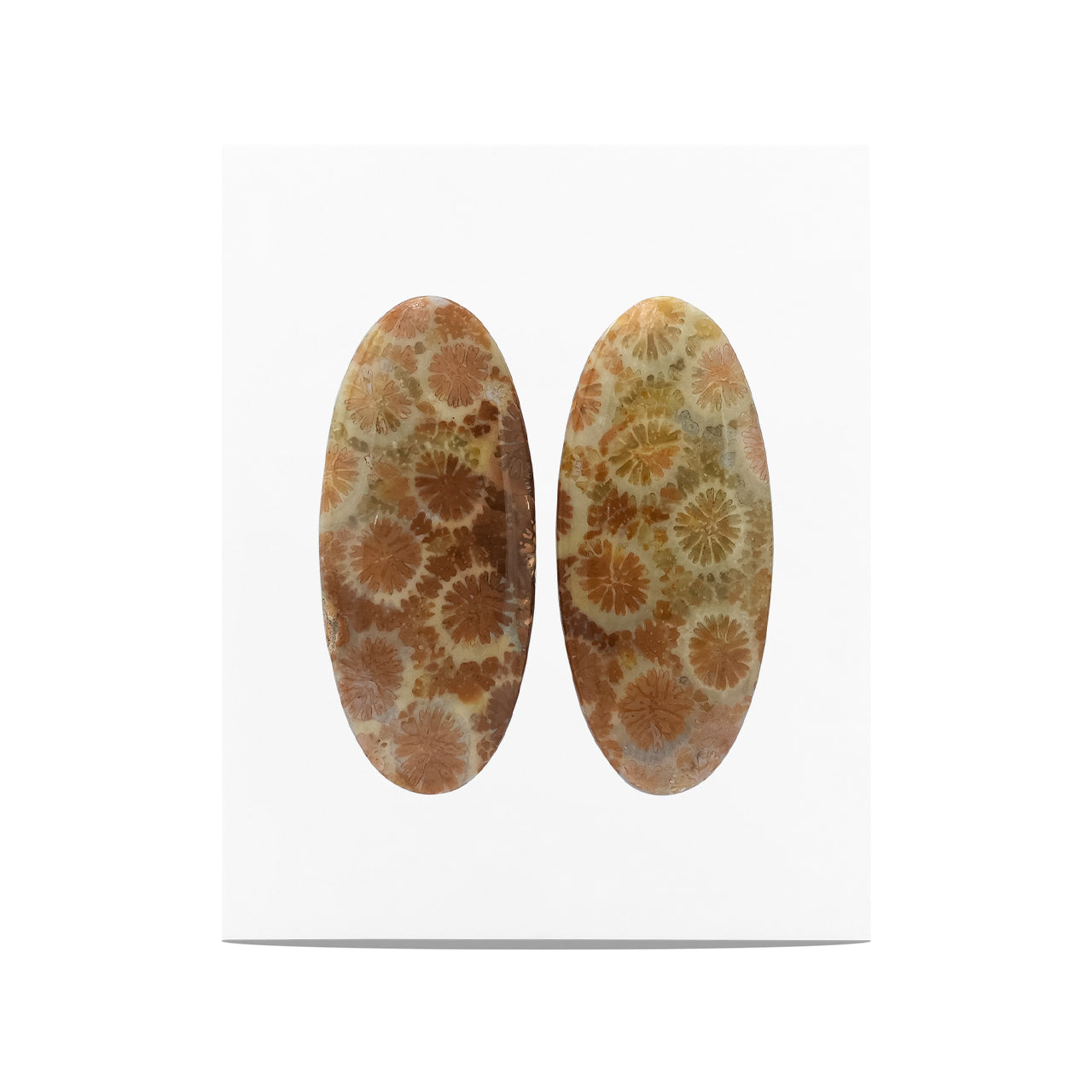 Fossil Coral Oval Cabochon 29x13 mm