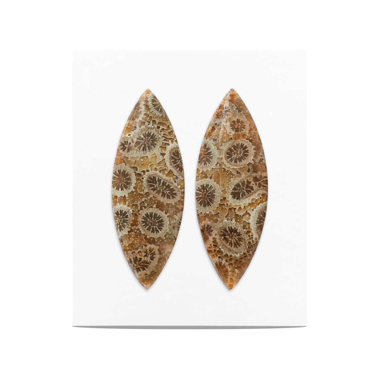 Fossil Coral Marquise Cabochon 36x13 mm