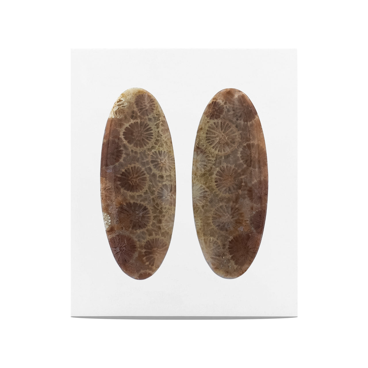 Fossil Coral Oval Cabochon 32x13 mm