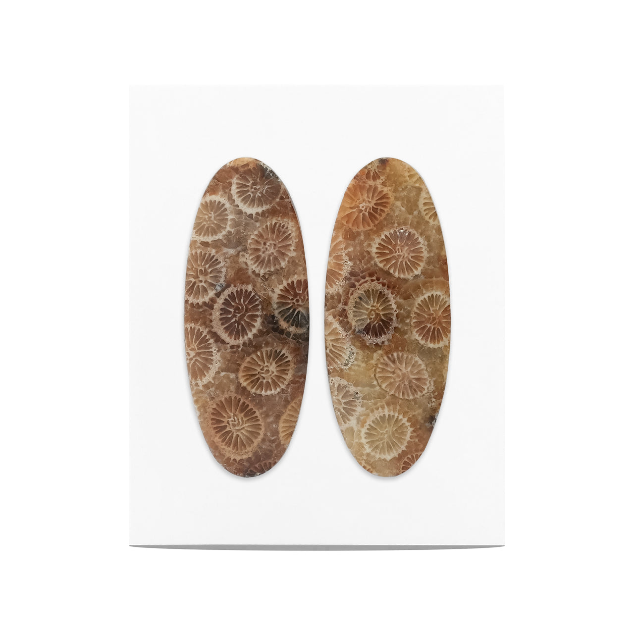 Fossil Coral Oval Cabochon 32x13 mm