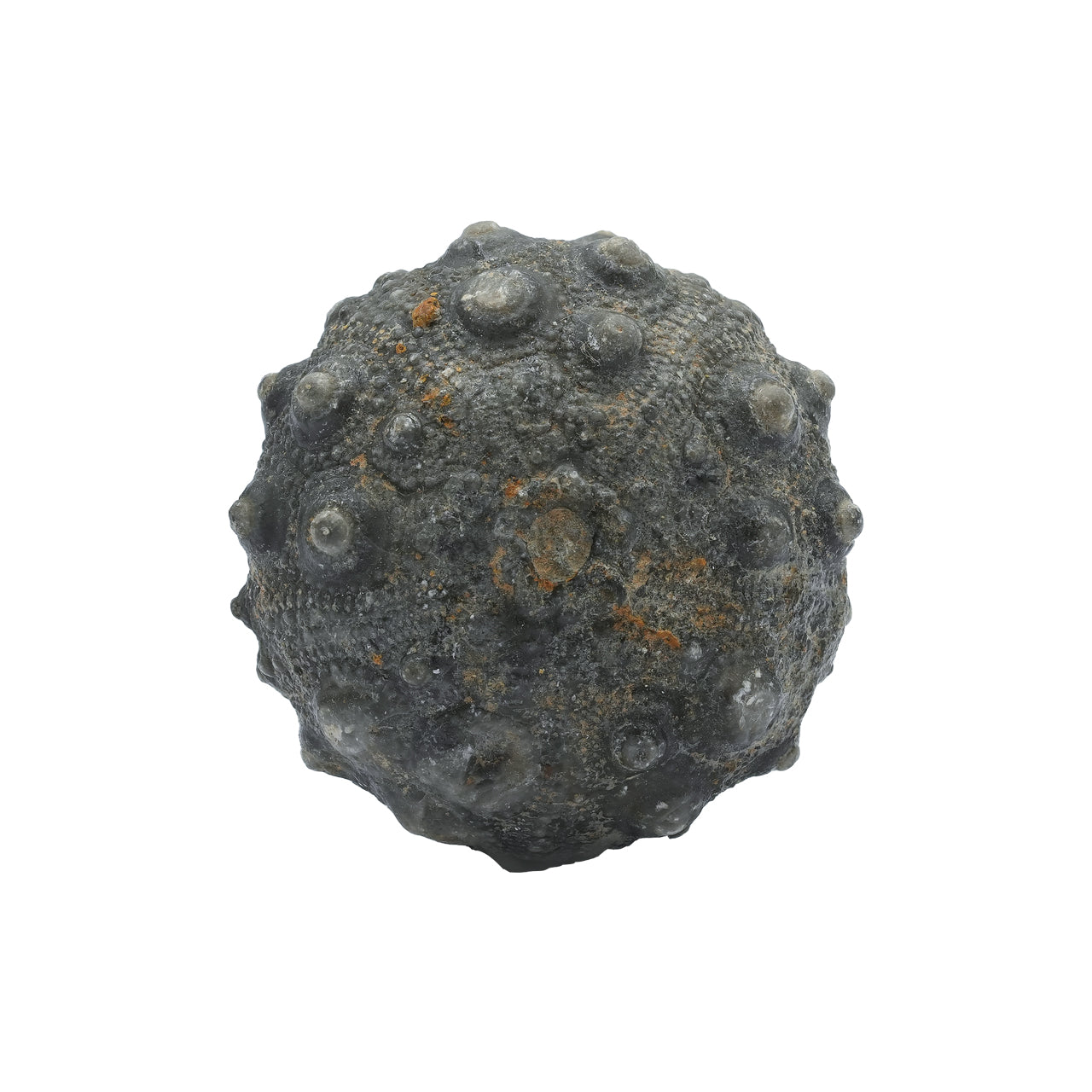 Fossil Sea Urchin 174.9cts