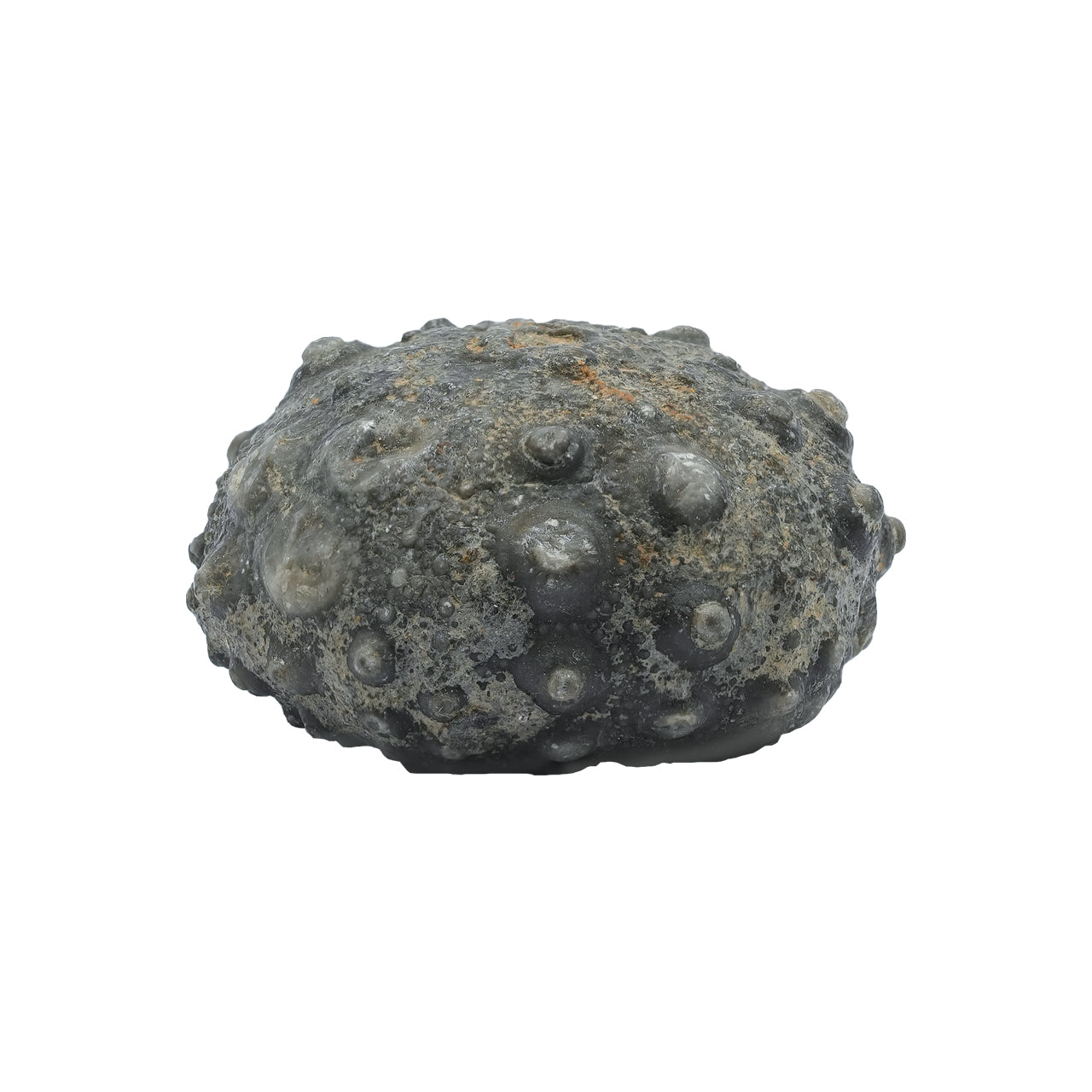 Fossil Sea Urchin 174.9cts