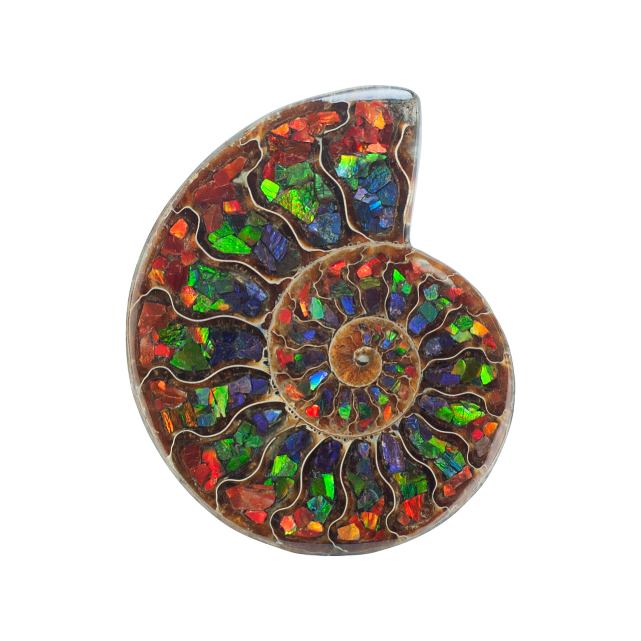 Ammonite Half with Ammolite Inlay Display 10 - 11cm