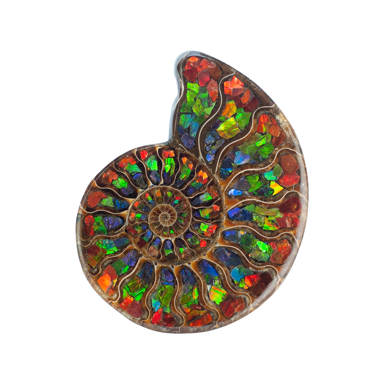 Ammonite Half with Ammolite Inlay Display 10 - 11cm