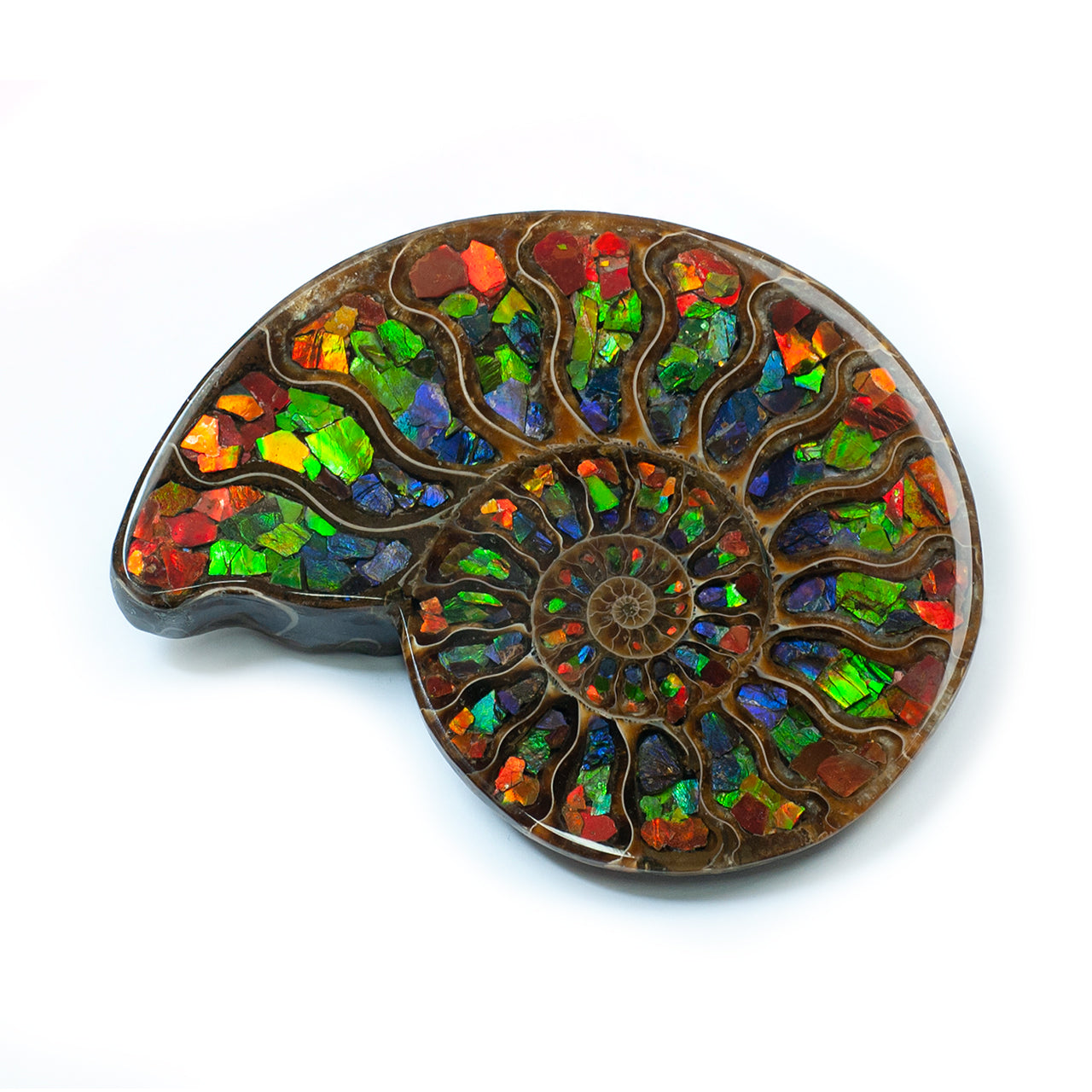 Ammonite Half with Ammolite Inlay Display 10 - 11cm