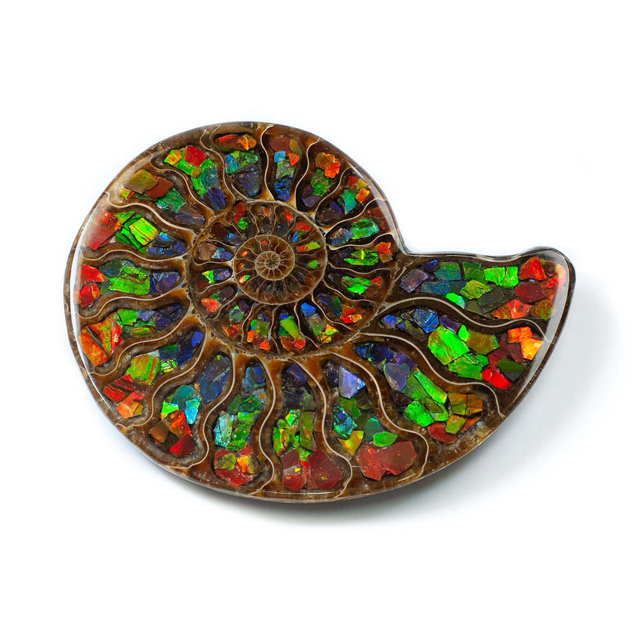 Ammonite Half with Ammolite Inlay Display 10 - 11cm