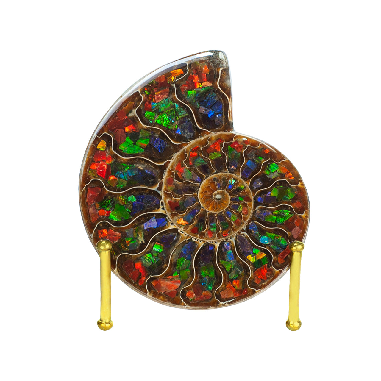 Ammonite Half with Ammolite Inlay Display 10 - 11cm