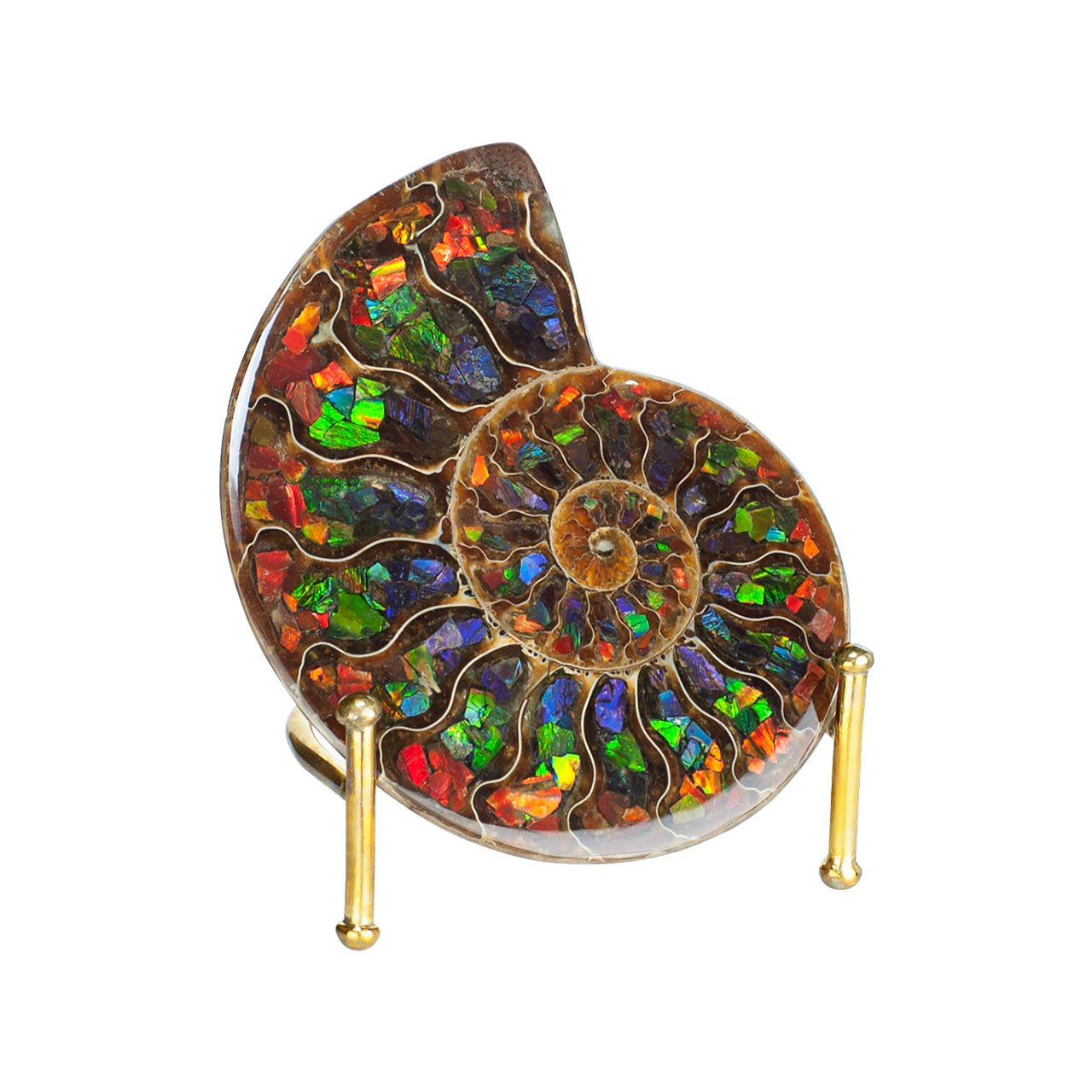 Ammonite Half with Ammolite Inlay Display 10 - 11cm