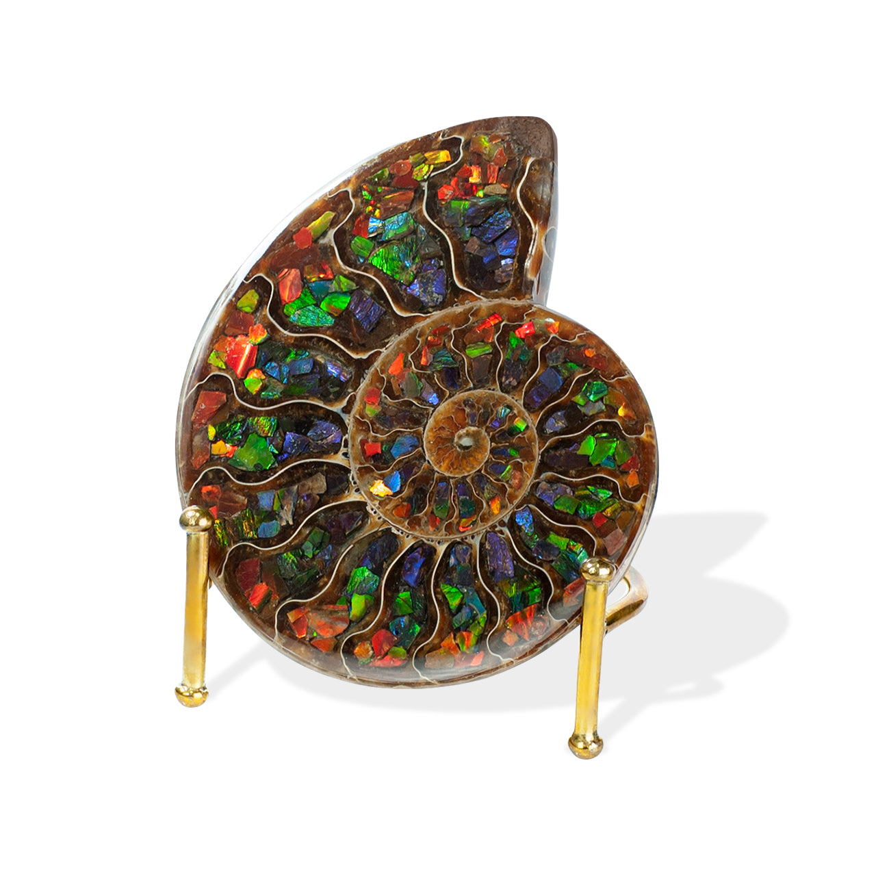 Ammonite Half with Ammolite Inlay Display 10 - 11cm