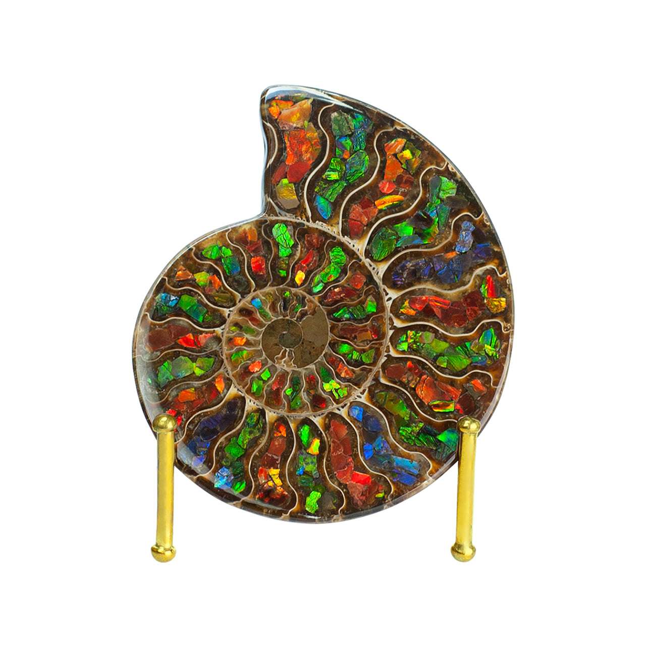 Ammonite with Ammolite Inlay Display