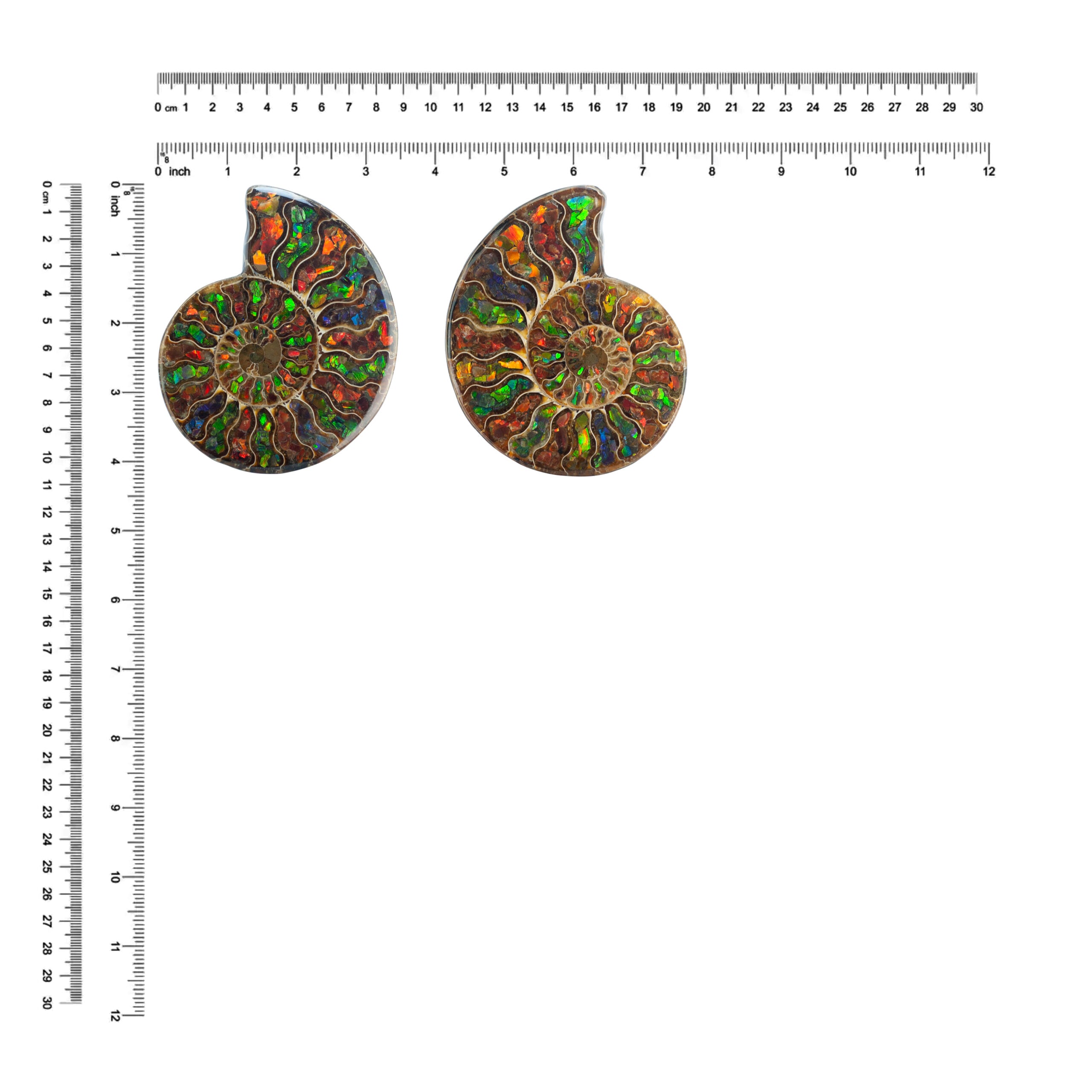 Ammonite with Ammolite Inlay Display