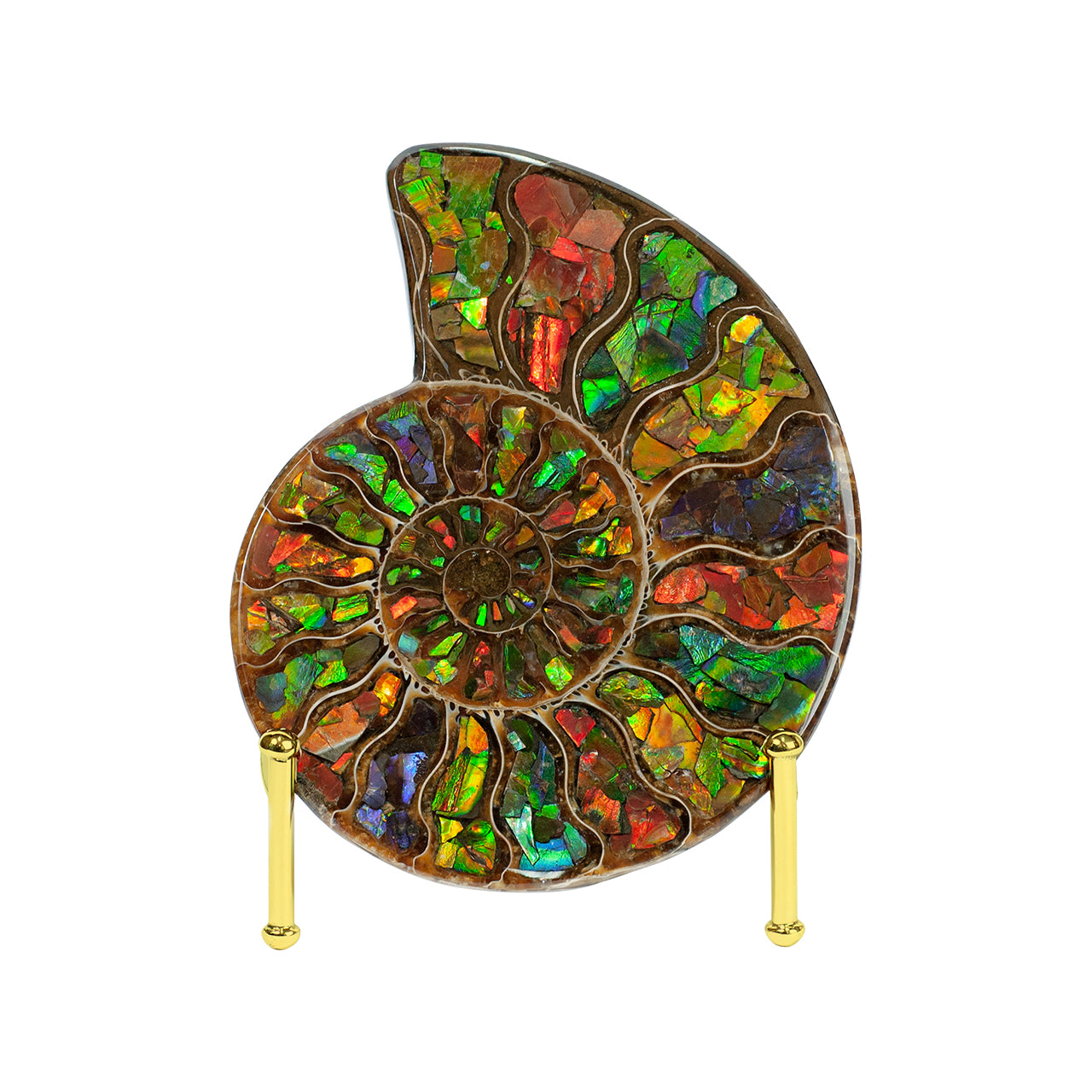 12cm Ammonite inlaid with Ammolite