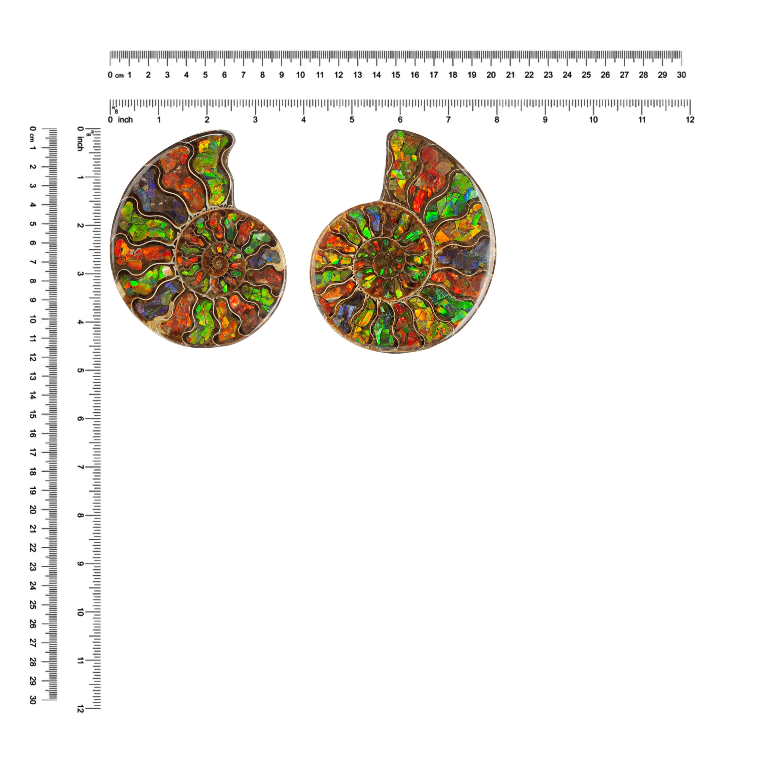 12cm Ammonite inlaid with Ammolite