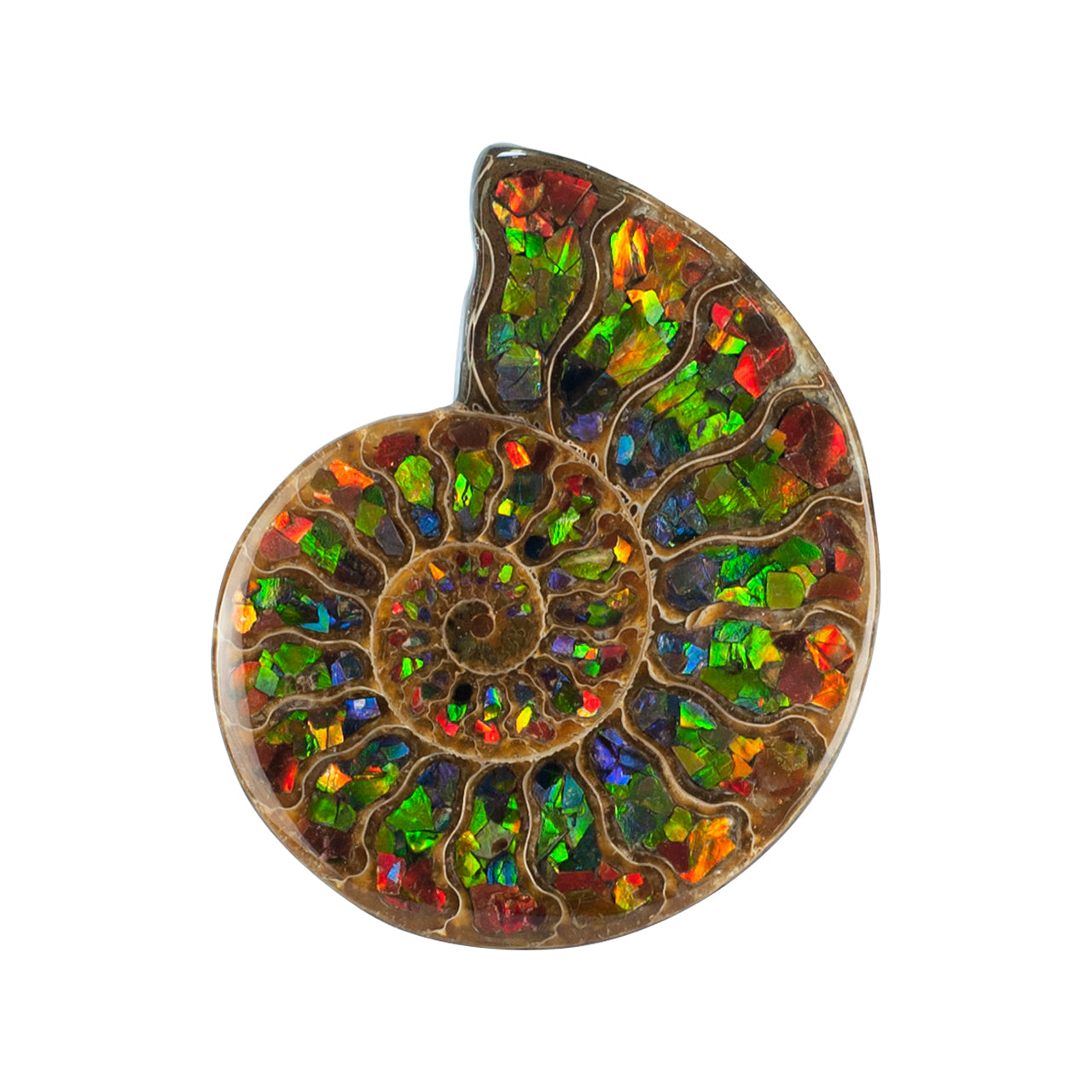 Ammonite with Ammolite Inlay 12cm