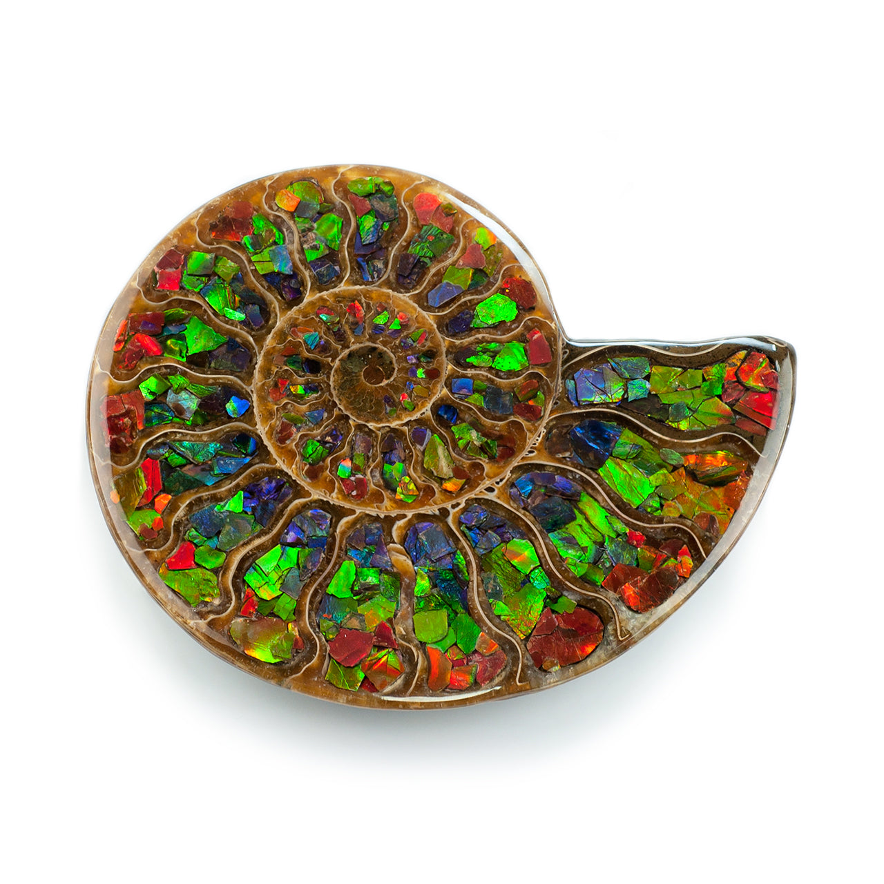 Ammonite with Ammolite Inlay 12cm