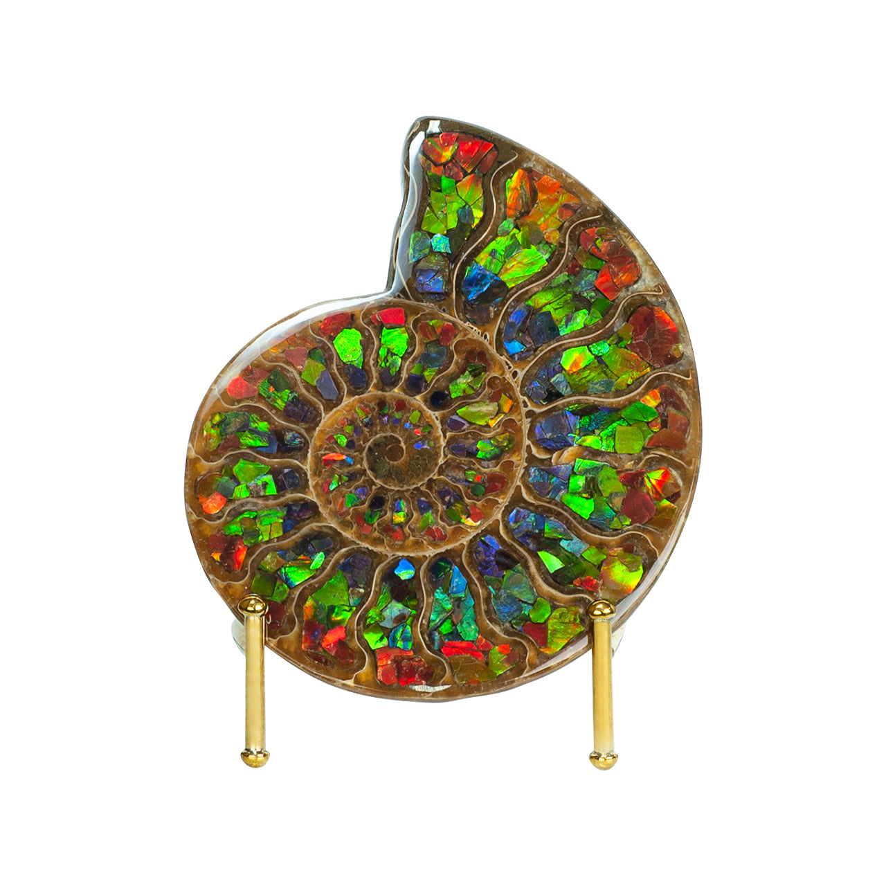 Ammonite with Ammolite Inlay 12cm