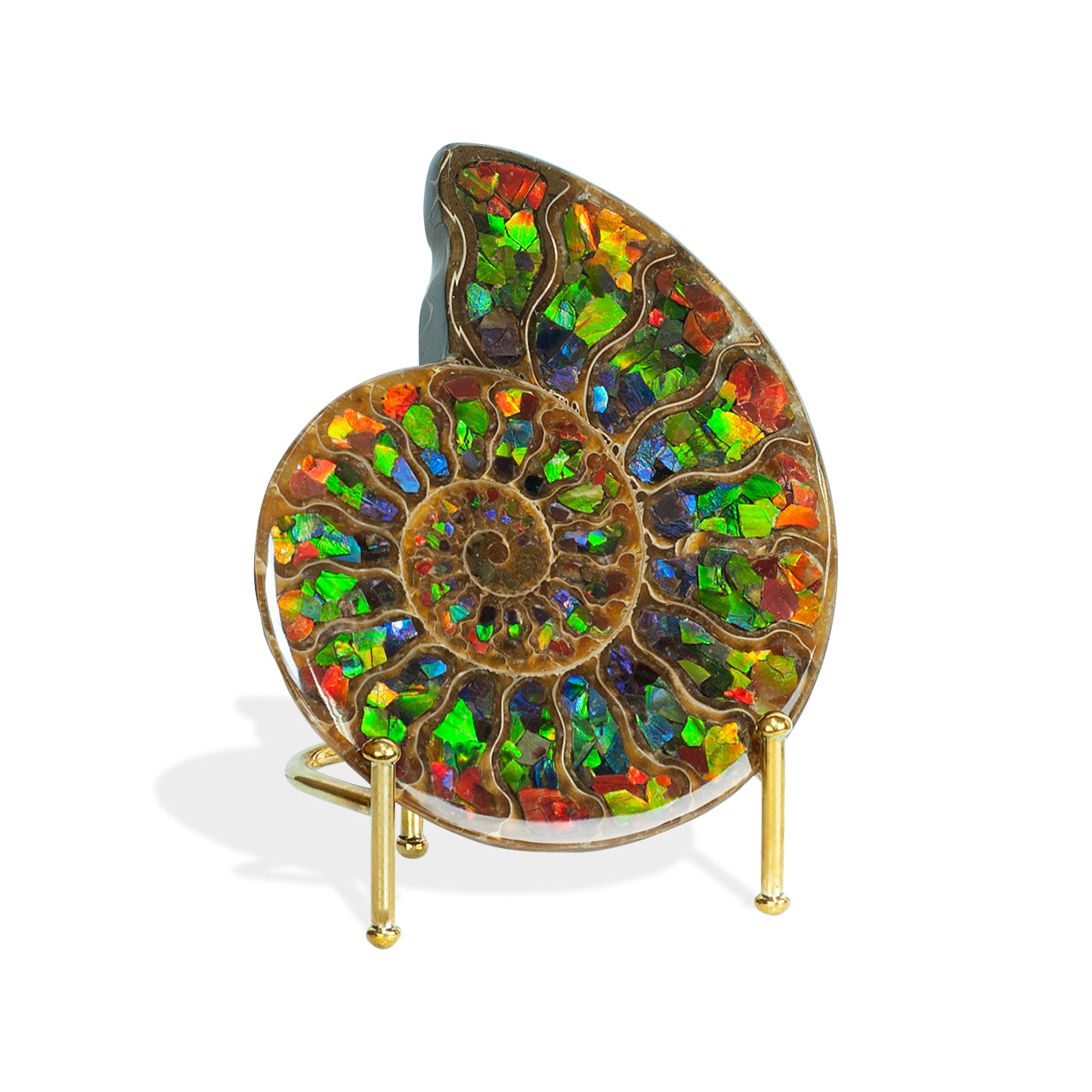 Ammonite with Ammolite Inlay 12cm