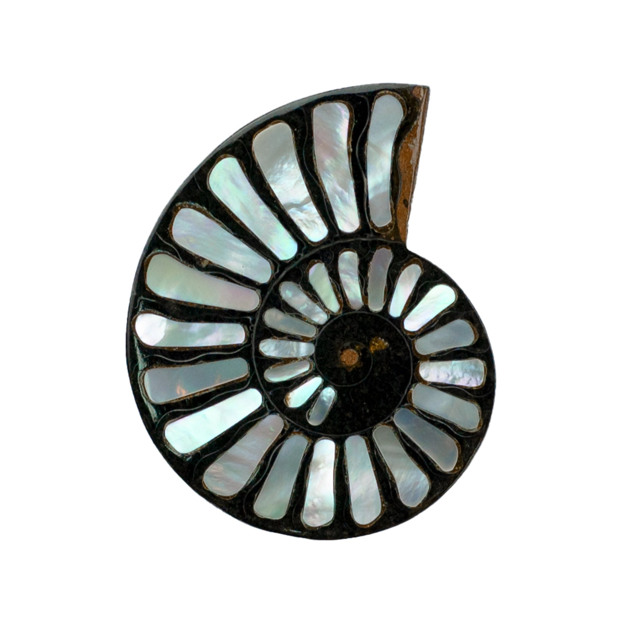 Ammonite with Mother of Pearl Inlay Cabochon